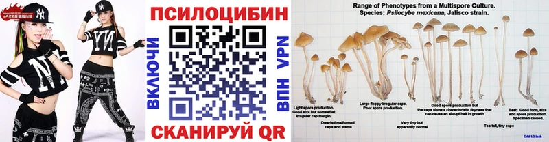 Галлюциногенные грибы Psilocybe  Купить закладки  Нестеров 
